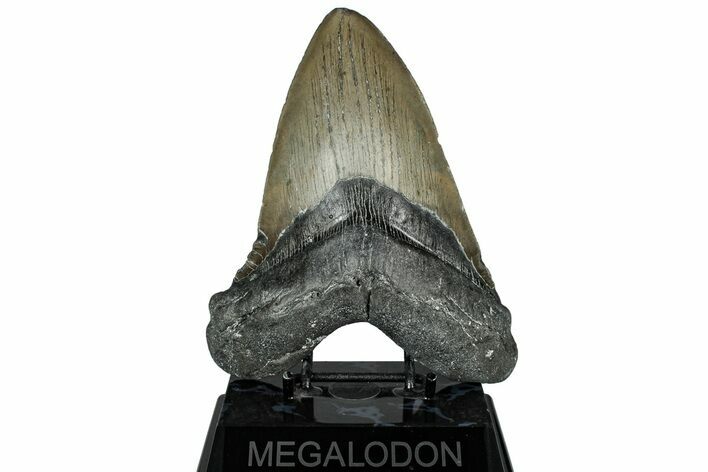 Huge, Fossil Megalodon Tooth - North Carolina #319917
